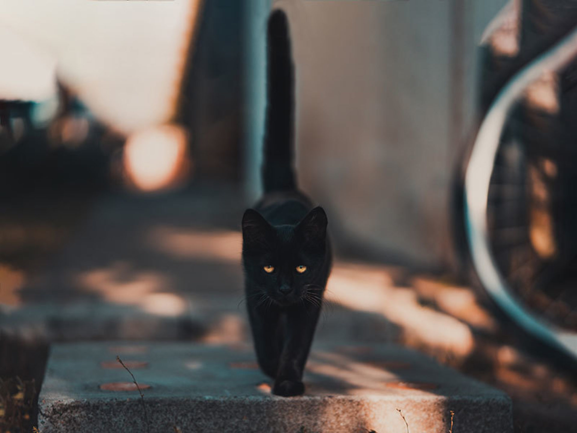 Sluimeren Commandant kijken Zwarte katten en bijgeloof: het symbool voor ongeluk.